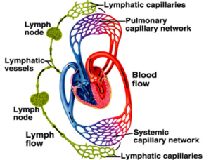 Lymphatic System Its Distribution And Importance Lymp Nodes