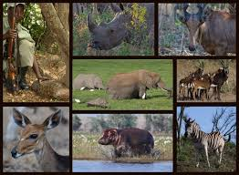 Definitions Under the Wildlife Act: Animal, animal articles, trophies, etc.