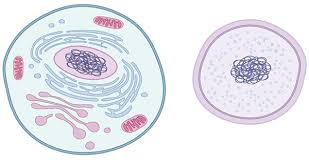 Characteristics of Cell