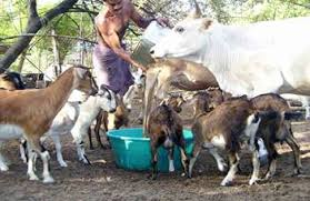 Animal Husbandry: Its objectives and products obtained