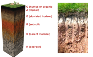 Soil particle size Archives - The Fact Factor