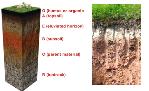 soil profile horizons