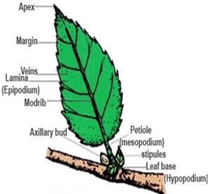 Leaf Its Characteristics Functions Types Types Of Venation