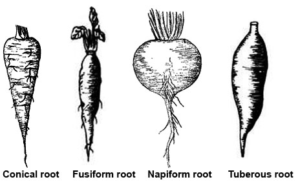 Modification of Roots