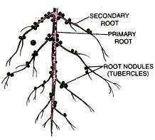 Modification of Roots