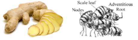 Modification of Stem