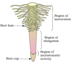Roots : Its regions, characteristics, functions and types