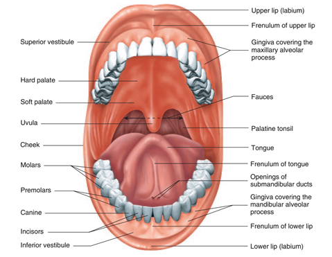 Buccal cavity