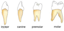 Structure of tooth