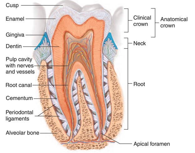 Structure of tooth
