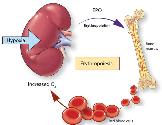 digging deeper erythrocyte life cycle worksheet