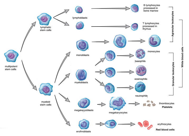 Life Cycle Of Red Blood Cells Diagram