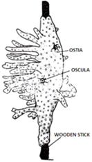 spongilla diagram