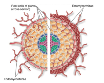 Biofertilizers Ecto and Endo mycorrhizae