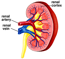 Pattern of Circulation