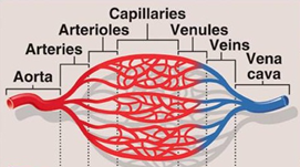 Blood Vessels Arteries Arterioles Capillaries Venules Veins