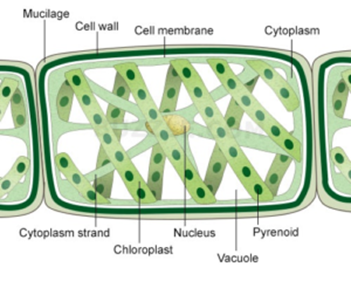 Cell Structure Spirogyra01