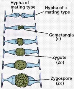 Kingdom Fungi Sexual reproduction