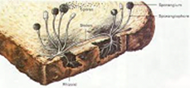 Kingdom Fungi Phycomycetes