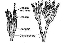 Kingdom Fungi: phycomycetes, ascomycetes, basidiomycetes, etc.