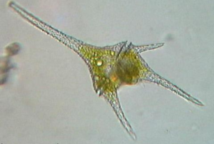 Kingdom Protista Dianoglagellates