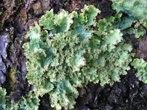 Foliose Lichens