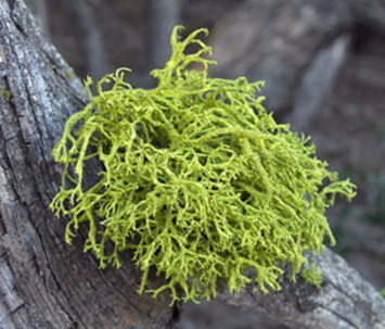 Fruticose Lichens