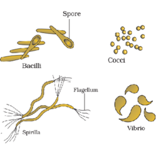 Classification of Lower Level Organisms Bacteria