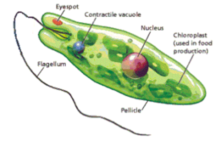 Kingdom Protista: plant like, animal like, and fungi like protists