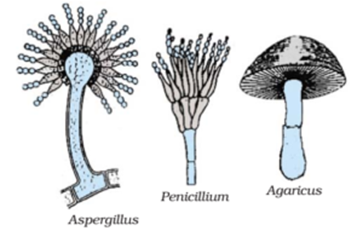 Classification of Lower Level Organisms Fungi