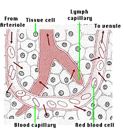 Lymphatic System