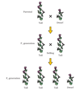 Theory of Pangenesis Archives - The Fact Factor