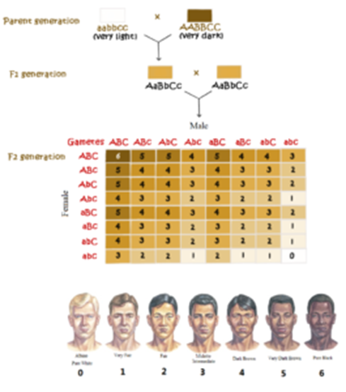 skin color genetics