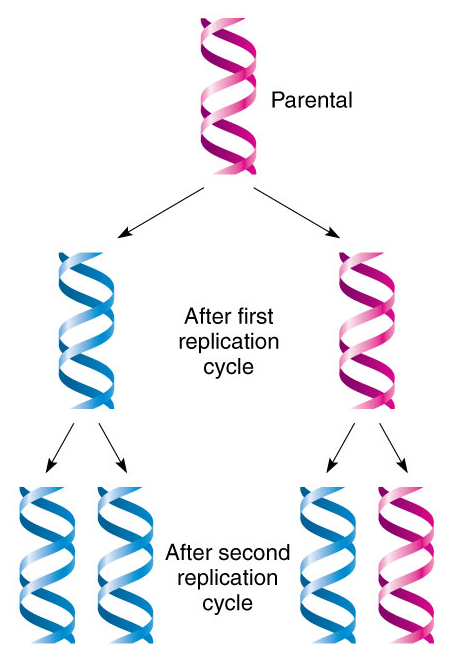 3 hypothesis of dna replication