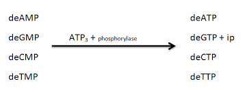 Replication of DNA