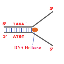 overlapping dna fragments meaning