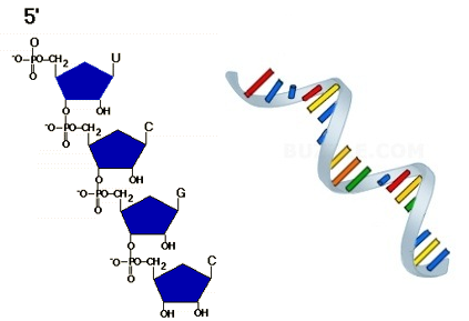 Structure of RNA