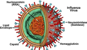 Viruses - Animal Virus