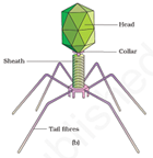 Viruses - Bacterial Virus