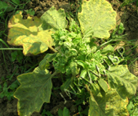 Viruses Little leaf of brinjal