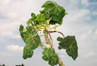 Papaya Leaf Curl