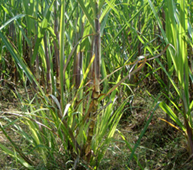 Grassy Shoot of Sugarcane
