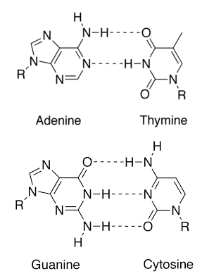 Structure of DNA