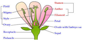 Sexual reproduction in plants: characteristics, advantages, disadvantages