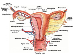 Female Reproductive System In Humans External And Internal Genitalia Female anatomy includes the external genitals, or the vulva, and the internal reproductive organs. female reproductive system in humans