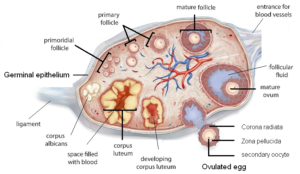 female reproductive system