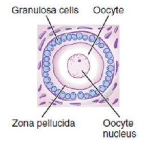 Follicles 02