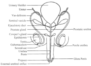 Male Reproductive System