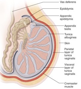 Male Reproductive System