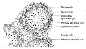 Male Reproductive System